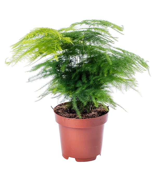 Plumosa, Asparagus Fern Seed Urban Farmer